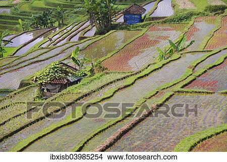 "The famous rice terraces of Jatiluwih, Bali, Indonesia, Asia" View Large Photo Image Picture - "The famous rice terraces of Jatiluwih, Bali, Indonesia, Asia". Fotosearch