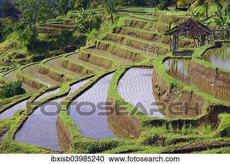 "The famous rice terraces of Jatiluwih, Bali, Indonesia, Asia" View Large Photo Image Stock Image - "The famous rice terraces of Jatiluwih, Bali, Indonesia, Asia". Fotosearch