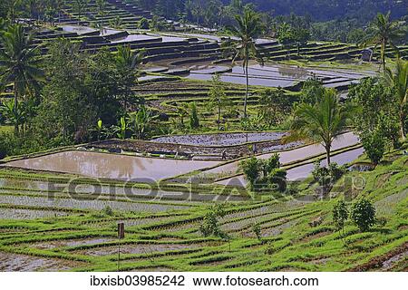 Stock Image - "The famous rice terraces of Jatiluwih, Bali, Indonesia, Asia". Fotosearch