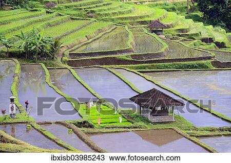 Stock Image - "The famous rice terraces of Jatiluwih, Bali, Indonesia, Asia". Fotosearch