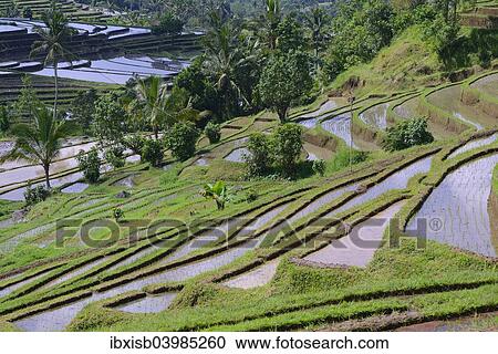 "The famous rice terraces of Jatiluwih, Bali, Indonesia, Asia" View Large Photo Image Stock Image - "The famous rice terraces of Jatiluwih, Bali, Indonesia, Asia". Fotosearch