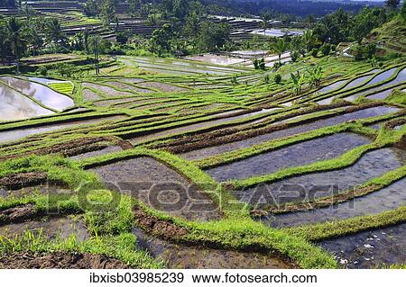 Stock Photo - "The famous rice terraces of Jatiluwih, Bali, Indonesia, Asia". Fotosearch