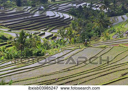 "The famous rice terraces of Jatiluwih, Bali, Indonesia, Asia" View Large Photo Image Stock Photo - "The famous rice terraces of Jatiluwih, Bali, Indonesia, Asia". Fotosearch