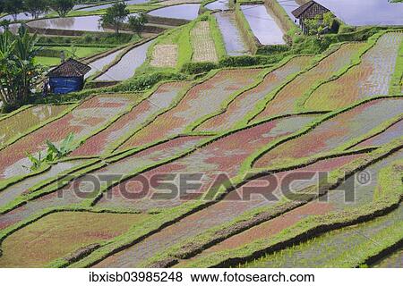 "The famous rice terraces of Jatiluwih, Bali, Indonesia, Asia" View Large Photo Image Stock Photo - "The famous rice terraces of Jatiluwih, Bali, Indonesia, Asia". Fotosearch