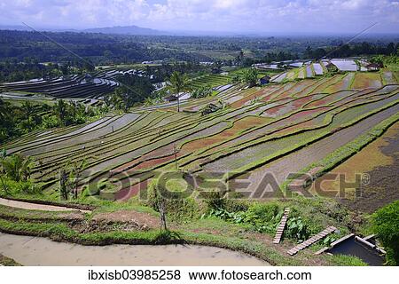 Stock Photo - "The famous rice terraces of Jatiluwih, Bali, Indonesia, Asia". Fotosearch