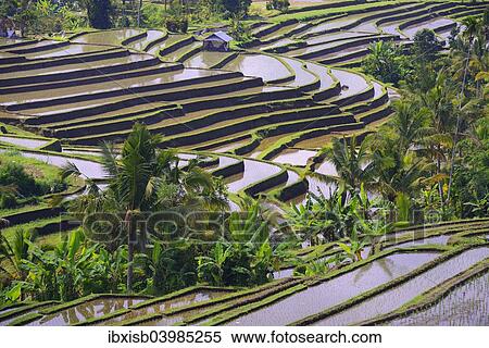 Stock Photography - "The famous rice terraces of Jatiluwih, Bali, Indonesia, Asia". Fotosearch
