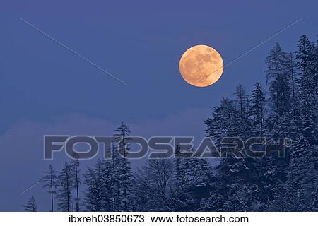 "The full moon rising over a winter forest, Tyrol, Austria, Europe" View Large Photo Image Stock Image - "The full moon rising over a winter forest, Tyrol, Austria, Europe". Fotosearch