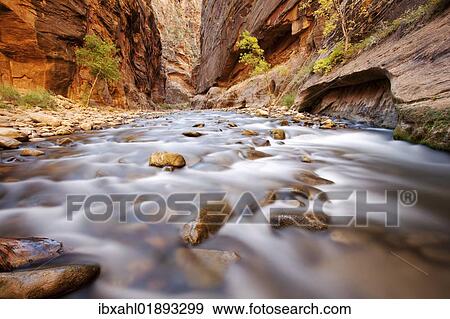 "The Narrows, constriction of the Virgin River, Zion National Park, Utah, USA" View Large Photo Image Stock Photo - "The Narrows, constriction of the Virgin River, Zion National Park, Utah, USA". Fotosearch