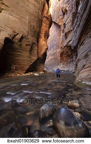 "The Narrows, narrow of the Virgin River, Zion National Park, Utah, USA, America" View Large Photo Image Stock Photo - "The Narrows, narrow of the Virgin River, Zion National Park, Utah, USA, America". Fotosearch