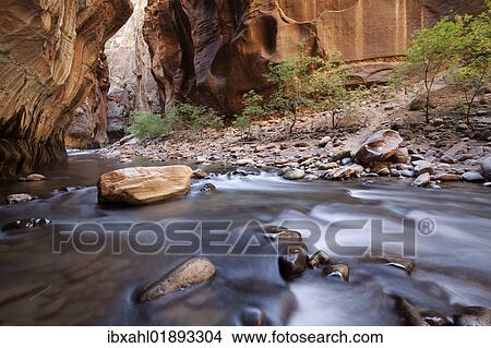 "The Narrows, narrow point of the Virgin River, Zion National Park, Utah, USA, America" View Large Photo Image Picture - "The Narrows, narrow point of the Virgin River, Zion National Park, Utah, USA, America". Fotosearch