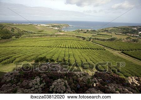 "The only tea plantation in Europe, Sao Miguel, Portugal, Europe" View Large Photo Image Stock Image - "The only tea plantation in Europe, Sao Miguel, Portugal, Europe". Fotosearch