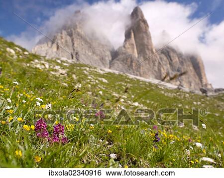 "The peaks of Tre Cime di Lavaredo with a colourful alpine meadow, Dolomiti di Sesto National Park, Sexten Dolomites, Hochpustertal, High Puster Valley, South Tyrol, Italy, Europe" View Large Photo Image Stock Photograph - "The peaks of Tre Cime di Lavaredo with a colourful alpine meadow, Dolomiti di Sesto National Park, Sexten Dolomites, Hochpustertal, High Puster Valley, South Tyrol, Italy, Europe". Fotosearch