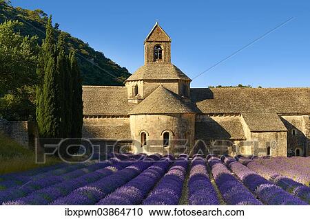 "The Romanesque Cistercian Abbey of Notre Dame of Senanque, 1148, set amongst flowering lavender fields, near Gordes, Provence-Alpes-Cote d’Azur, France, Europe" View Large Photo Image Stock Image - "The Romanesque Cistercian Abbey of Notre Dame of Senanque, 1148, set amongst flowering lavender fields, near Gordes, Provence-Alpes-Cote d’Azur, France, Europe". Fotosearch