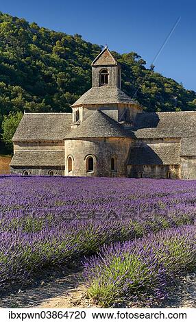 "The Romanesque Cistercian Abbey of Notre Dame of Senanque, 1148, set amongst flowering lavender fields, near Gordes, Provence-Alpes-Cote d’Azur, France, Europe" View Large Photo Image Stock Image - "The Romanesque Cistercian Abbey of Notre Dame of Senanque, 1148, set amongst flowering lavender fields, near Gordes, Provence-Alpes-Cote d’Azur, France, Europe". Fotosearch