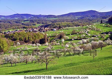 "The village of St. Pantaleon surrounded by blossoming cherry trees, Nuglar, Canton of Solothurn, Switzerland, Europe" View Large Photo Image Stock Photo - "The village of St. Pantaleon surrounded by blossoming cherry trees, Nuglar, Canton of Solothurn, Switzerland, Europe". Fotosearch