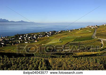Stock Photo - "The vineyards of Lavaux on Lake Geneva, Canton of Vaud, Switzerland, Europe". Fotosearch