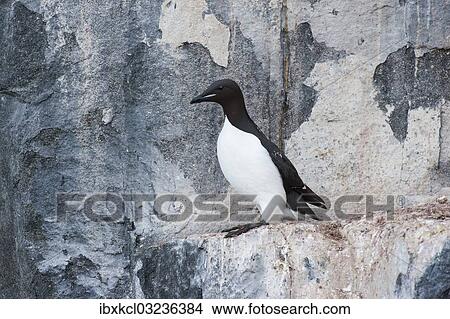 "Thick-billed Murre or Bruennich's Guillemot (Uria lomvia) at the bird cliffs of Alkefjellet, Hinlopenstretet, Spitsbergen Island, Svalbard Archipelago, Svalbard and Jan Mayen, Norway, Europe" View Large Photo Image Picture - "Thick-billed Murre or Bruennich's Guillemot (Uria lomvia) at the bird cliffs of Alkefjellet, Hinlopenstretet, Spitsbergen Island, Svalbard Archipelago, Svalbard and Jan Mayen, Norway, Europe". Fotosearch