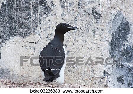"Thick-billed Murre or Bruennich's Guillemot (Uria lomvia) at the bird cliffs of Alkefjellet, Hinlopenstretet, Spitsbergen Island, Svalbard Archipelago, Svalbard and Jan Mayen, Norway, Europe" View Large Photo Image Stock Image - "Thick-billed Murre or Bruennich's Guillemot (Uria lomvia) at the bird cliffs of Alkefjellet, Hinlopenstretet, Spitsbergen Island, Svalbard Archipelago, Svalbard and Jan Mayen, Norway, Europe". Fotosearch