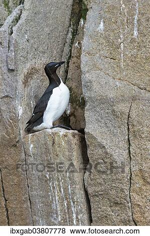 "Thick-billed Murre (Uria aalge), Chukotka, Russia, Europe" View Large Photo Image Stock Photo - "Thick-billed Murre (Uria aalge), Chukotka, Russia, Europe". Fotosearch