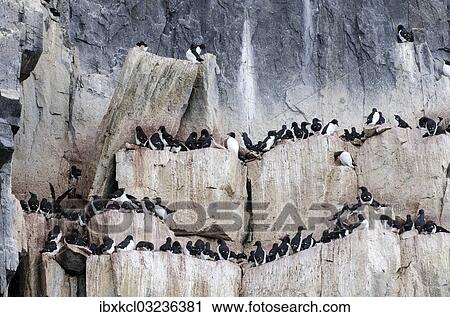 "Thick-billed Murres or Bruennich's Guillemots (Uria lomvia) at the bird cliffs of Alkefjellet, Hinlopenstretet, Spitsbergen Island, Svalbard Archipelago, Svalbard and Jan Mayen, Norway, Europe" View Large Photo Image Stock Image - "Thick-billed Murres or Bruennich's Guillemots (Uria lomvia) at the bird cliffs of Alkefjellet, Hinlopenstretet, Spitsbergen Island, Svalbard Archipelago, Svalbard and Jan Mayen, Norway, Europe". Fotosearch