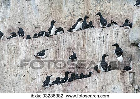 "Thick-billed Murres or Bruennich's Guillemots (Uria lomvia) at the bird cliffs of Alkefjellet, Hinlopenstretet, Spitsbergen Island, Svalbard Archipelago, Svalbard and Jan Mayen, Norway, Europe" View Large Photo Image Stock Image - "Thick-billed Murres or Bruennich's Guillemots (Uria lomvia) at the bird cliffs of Alkefjellet, Hinlopenstretet, Spitsbergen Island, Svalbard Archipelago, Svalbard and Jan Mayen, Norway, Europe". Fotosearch
