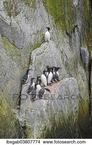 "Thick-billed Murres (Uria lomvia) perched on cliffs, Chukotka, Russia, Europe" View Large Photo Image Picture - "Thick-billed Murres (Uria lomvia) perched on cliffs, Chukotka, Russia, Europe". Fotosearch