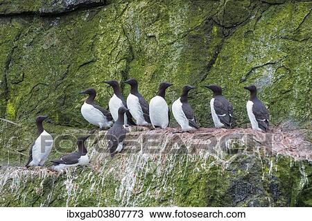 "Thick-billed Murres (Uria lomvia) perched on cliffs, Chukotka, Russia, Europe" View Large Photo Image Stock Image - "Thick-billed Murres (Uria lomvia) perched on cliffs, Chukotka, Russia, Europe". Fotosearch