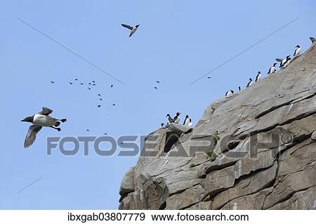 "Thick-billed Murres (Uria lomvia) perched on cliffs, Chukotka, Russia, Europe" View Large Photo Image Stock Photo - "Thick-billed Murres (Uria lomvia) perched on cliffs, Chukotka, Russia, Europe". Fotosearch