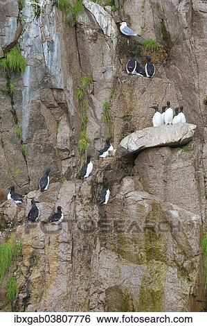 "Thick-billed Murres (Uria lomvia) perched on cliffs, Chukotka, Russia, Europe" View Large Photo Image Stock Photograph - "Thick-billed Murres (Uria lomvia) perched on cliffs, Chukotka, Russia, Europe". Fotosearch