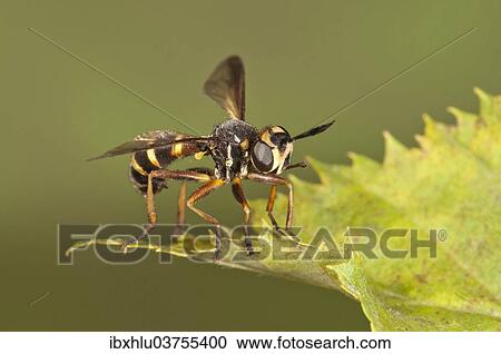 Stock Image - "Thick-headed Fly (Conops quadrifasciatus), Baden-Wurttemberg, Germany, Europe". Fotosearch