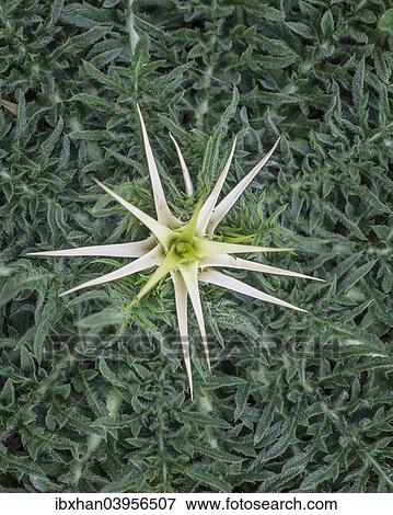 "Thistle, Aragon, Spain, Europe" View Large Photo Image Stock Photo - "Thistle, Aragon, Spain, Europe". Fotosearch