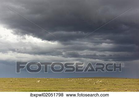 "Thomson's Gazelles (Eudorcas thomsoni), Serengeti, Tanzania, Africa" View Large Photo Image Stock Photo - "Thomson's Gazelles (Eudorcas thomsoni), Serengeti, Tanzania, Africa". Fotosearch