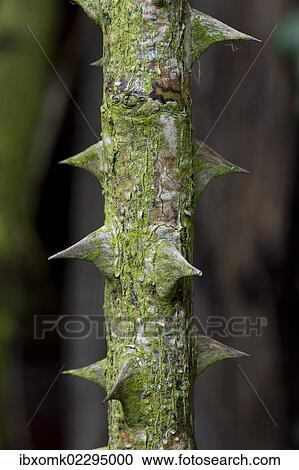 "Thorns of a rose (Rosa), old rosebush, Stuttgart, Baden-Wuerttemberg, Germany, Europe" View Large Photo Image Stock Image - "Thorns of a rose (Rosa), old rosebush, Stuttgart, Baden-Wuerttemberg, Germany, Europe". Fotosearch