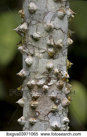Stock Photography - "Thorny bark of the silk floss tree (Ceiba speciosa), Tambopata Nature Reserve, Madre de Dios region, Peru, South America". Fotosearch