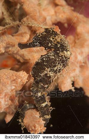 "Thorny seahorse or sea horse (Hippocampus histrix), Padre Burgos, Southern Leyte, Philippines, Pacific Ocean, Southeast Asia, Asia" View Large Photo Image Stock Photo - "Thorny seahorse or sea horse (Hippocampus histrix), Padre Burgos, Southern Leyte, Philippines, Pacific Ocean, Southeast Asia, Asia". Fotosearch