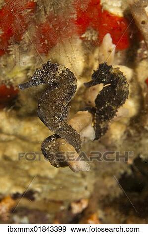 Stock Photo - "Thorny seahorse or sea horse (Hippocampus histrix), Padre Burgos, Southern Leyte, Philippines, Pacific Ocean, Southeast Asia, Asia". Fotosearch