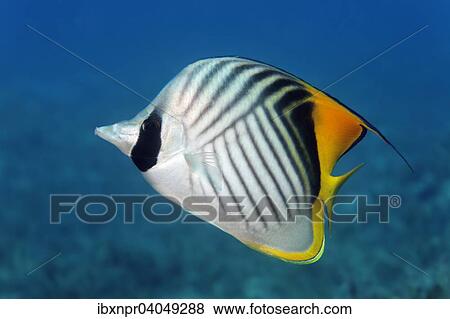 "Threadfin butterflyfish (Chaetodon auriga), Great Barrier Reef, Pacific, Australia, Oceania" View Large Photo Image Stock Photo - "Threadfin butterflyfish (Chaetodon auriga), Great Barrier Reef, Pacific, Australia, Oceania". Fotosearch