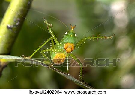 "Threatening pose of a Spiny Devil Bush cricket (Panacanthus cuspidatus), Tiputini rain forest, Yasuni National Park, Ecuador, South America" View Large Photo Image Picture - "Threatening pose of a Spiny Devil Bush cricket (Panacanthus cuspidatus), Tiputini rain forest, Yasuni National Park, Ecuador, South America". Fotosearch