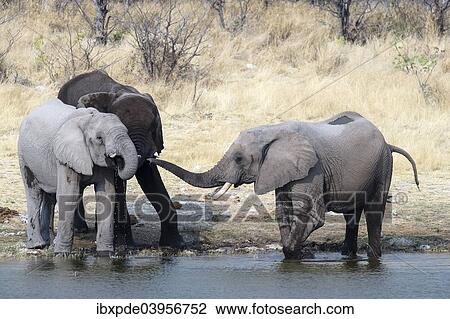 "Three African Elephants (Loxodonta africana), standing at waterhole, Etosha National Park, Namibia, Africa" View Large Photo Image Stock Image - "Three African Elephants (Loxodonta africana), standing at waterhole, Etosha National Park, Namibia, Africa". Fotosearch