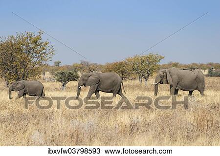 "Three African elephants (Loxodonta africana), moving through dry grass, Etosha National Park, Namibia, Africa" View Large Photo Image Stock Image - "Three African elephants (Loxodonta africana), moving through dry grass, Etosha National Park, Namibia, Africa". Fotosearch