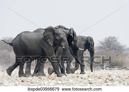 "Three African Elephants (Loxodonta africana), Etosha National Park, Namibia, Africa" View Large Photo Image Stock Photo - "Three African Elephants (Loxodonta africana), Etosha National Park, Namibia, Africa". Fotosearch