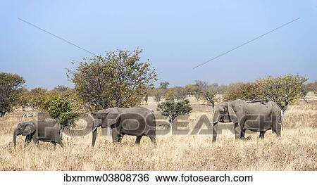 "Three African Elephants (Loxodonta africana), moving through the dry grass, Etosha National Park, Namibia, Africa" View Large Photo Image Stock Photograph - "Three African Elephants (Loxodonta africana), moving through the dry grass, Etosha National Park, Namibia, Africa". Fotosearch