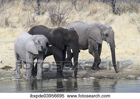 "Three African Elephants (Loxodonta africana) standing and drinking water, Etosha National Park, Namibia, Africa" View Large Photo Image Stock Photography - "Three African Elephants (Loxodonta africana) standing and drinking water, Etosha National Park, Namibia, Africa". Fotosearch
