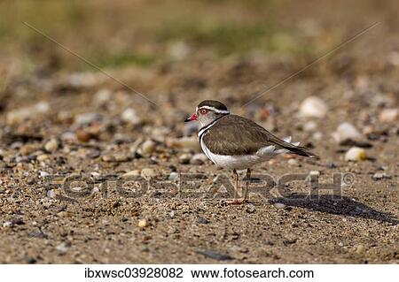 "Three-banded Plover (Charadrius tricollaris), Kaokoland, Kunene Region, Namibia, Africa" View Large Photo Image Stock Image - "Three-banded Plover (Charadrius tricollaris), Kaokoland, Kunene Region, Namibia, Africa". Fotosearch