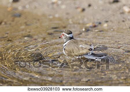 Stock Image - "Three-banded Plover (Charadrius tricollaris), Kaokoland, Kunene Region, Namibia, Africa". Fotosearch