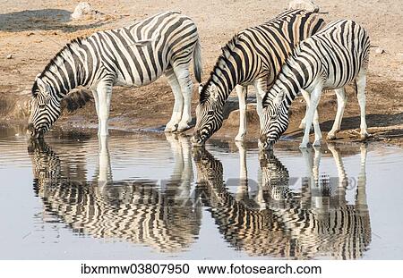 Stock Image - "Three Burchell's Zebras (Equus quagga burchellii) drinking at water, Chudop water hole, Etosha National Park, Namibia, Africa". Fotosearch