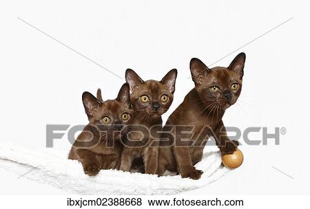 "Three Burmese cats, 10 weeks old" View Large Photo Image Stock Photo - "Three Burmese cats, 10 weeks old". Fotosearch