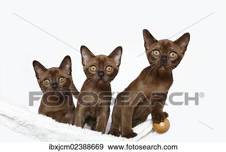 Stock Photo - "Three Burmese cats, 10 weeks old". Fotosearch