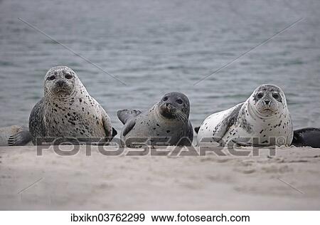 "Three Common Seals (Phoca vitulina) on the beach, Dune island, Helgoland, Schleswig-Holstein, Germany, Europe" View Large Photo Image Stock Photo - "Three Common Seals (Phoca vitulina) on the beach, Dune island, Helgoland, Schleswig-Holstein, Germany, Europe". Fotosearch