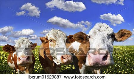 Three cows standing on a meadow with dandelions against a blue sky with white clouds View Large Photo Image Stock Photo - Three cows standing on a meadow with dandelions against a blue sky with white clouds. Fotosearch